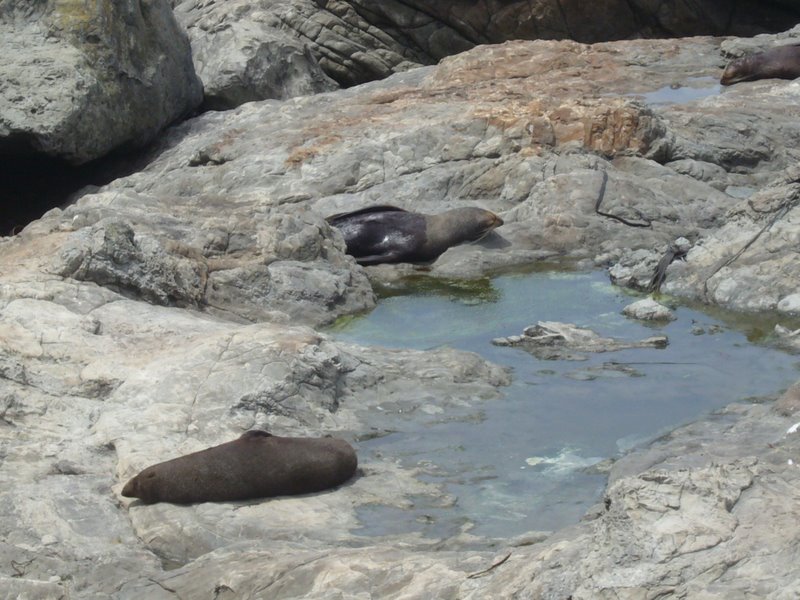Travel - New Zealand - Kaikoura